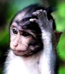 monkey confused about funding