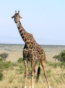 image of giraffe