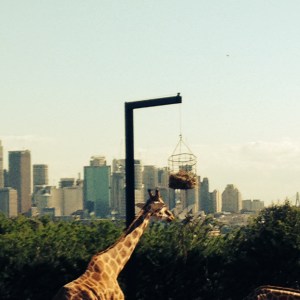 Giraffes with the best view