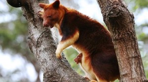 Tree kangaroo!